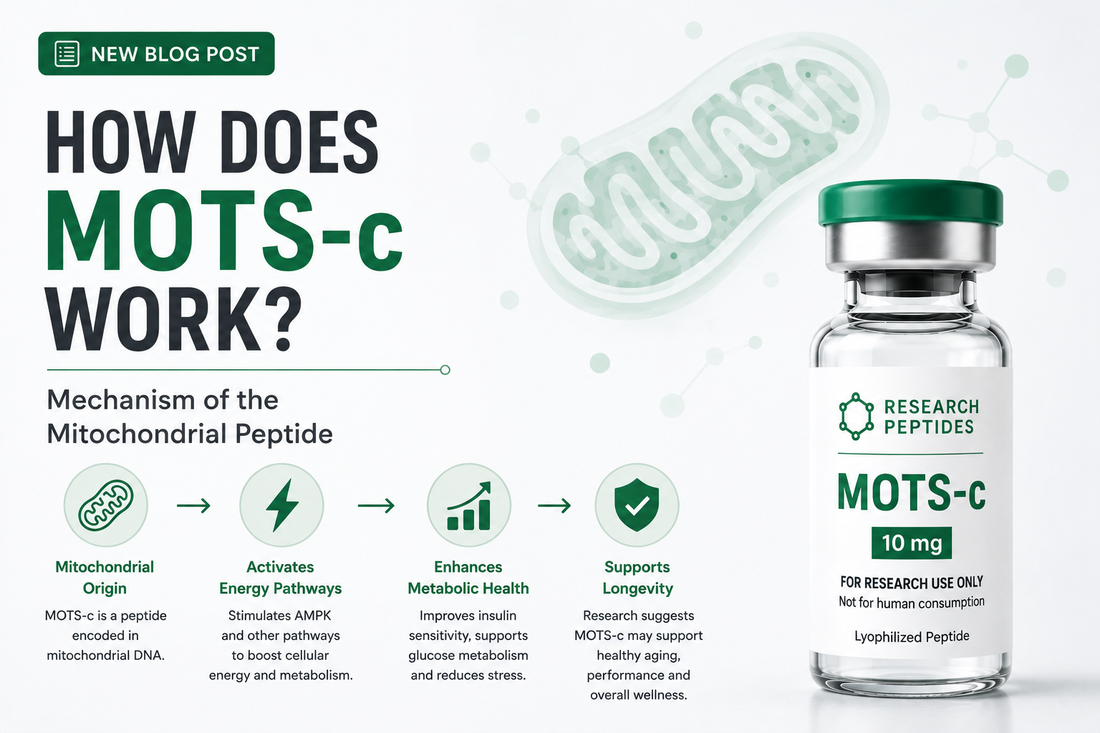 How does MOTS-c work — Folate-AICAR-AMPK pathway showing mitochondrial peptide mechanism.